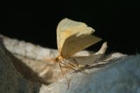 Gandaritis pyraliata