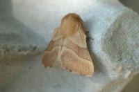 Malacosoma neustria