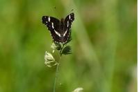 Araschnia levana