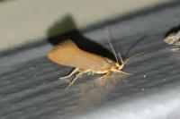Crassa unitella