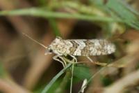 Cnephasia