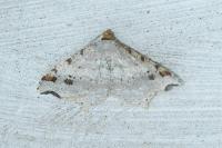 Macaria