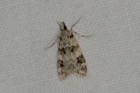 Eudonia delunella