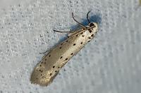 Yponomeuta padella