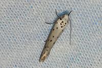 Yponomeuta padella