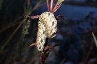 Proserpinus proserpina