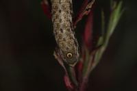 Proserpinus proserpina