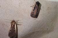 Ochropleura leucogaster