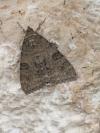 Catocala nupta
