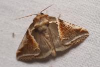 Habrosyne pyritoides
