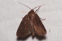 Rusina ferruginea