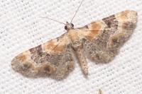 Eupithecia linariata