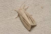Acronicta albovenosa