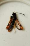 Pyropteron chrysidiforme