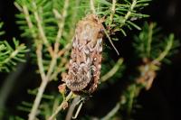 Lycophotia porphyrea