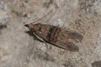 Nephopterix angustella