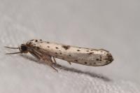 Yponomeuta plumbella