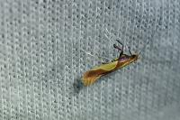 Caloptilia alchimiella