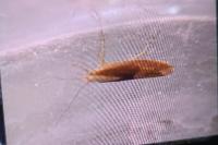 Argyresthia albistria