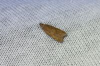 Helcystogramma rufescens