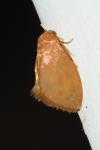 Heterogenea asella
