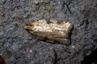 Clepsis spectrana