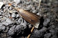 Chilo phragmitellus