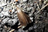 Chilo phragmitellus