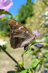 Apatura ilia