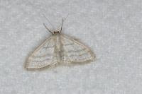 Idaea subsericeata