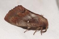 Dendrolimus pini
