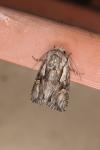 Chloantha hyperici