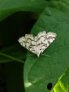 Nymphula nitidulata