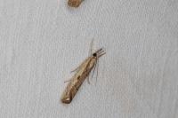Agriphila geniculea