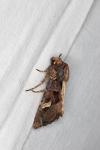 Trigonophora flammea