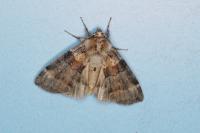 Cymatophorina diluta