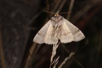 Cymatophorina diluta