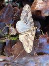 Agriopis leucophaearia