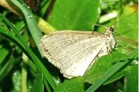 Costaconvexa polygrammata