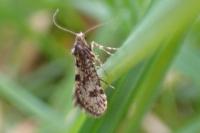 Bankesia conspurcatella
