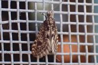 Bankesia conspurcatella
