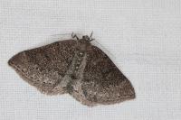 Aleucis distinctata