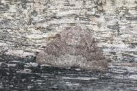 Aleucis distinctata