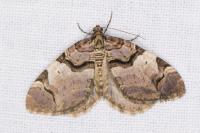 Anticlea derivata