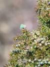 Callophrys rubi