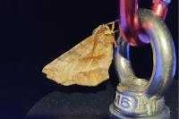 Selenia dentaria