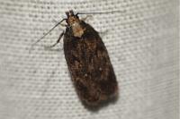 Depressaria albipunctella
