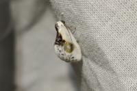 Cilix glaucata