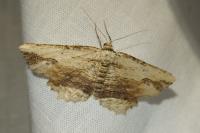 Menophra abruptaria