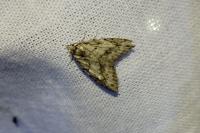 Nola cicatricalis